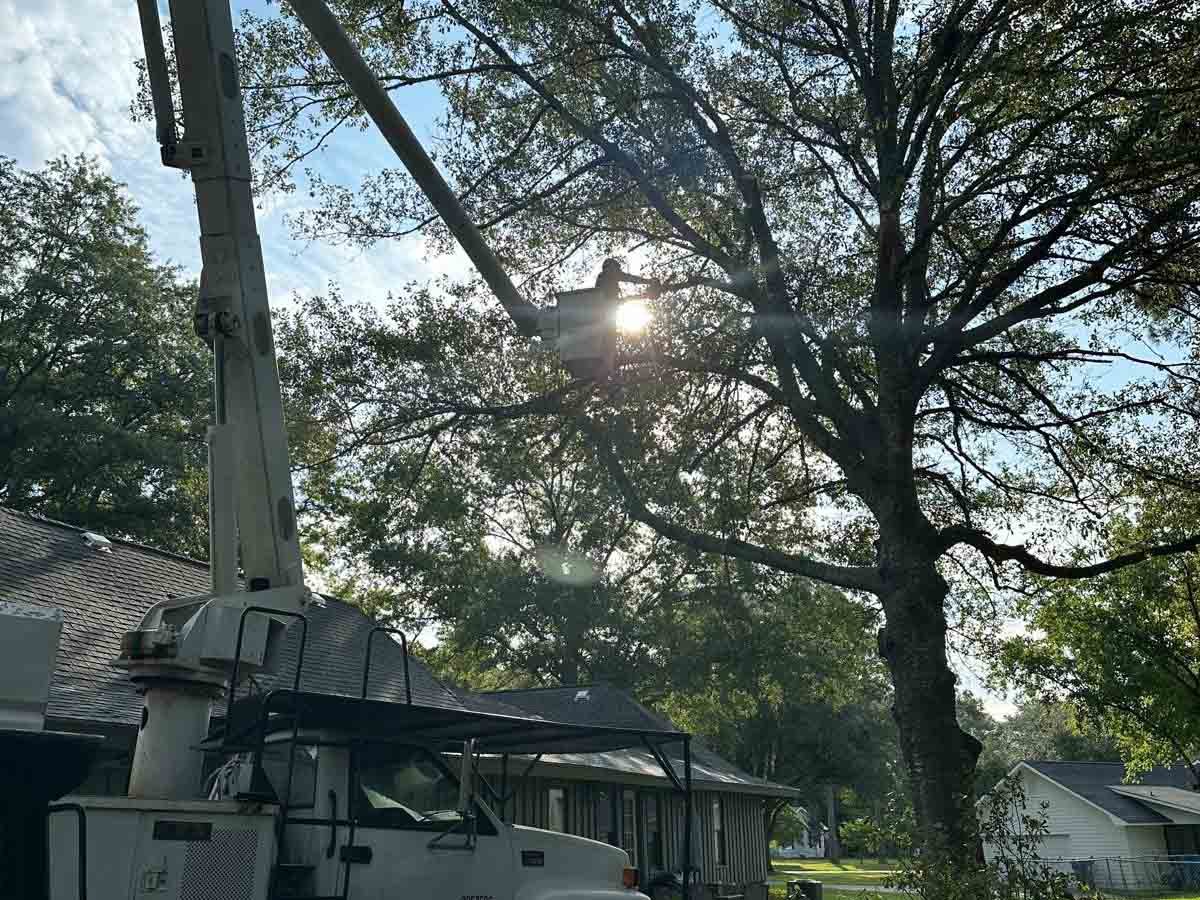 El Costeño Tree Service LLC